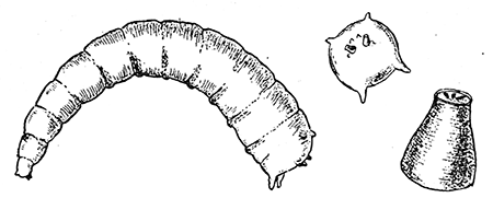 98. Larva of Piophila casei. Caudal aspect of larva. Posterior stigmata.