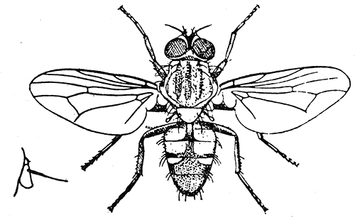 100. Fannia canicularis (×4). After Graham-Smith.