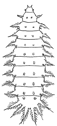 101. Larva of Fannia scalaris.