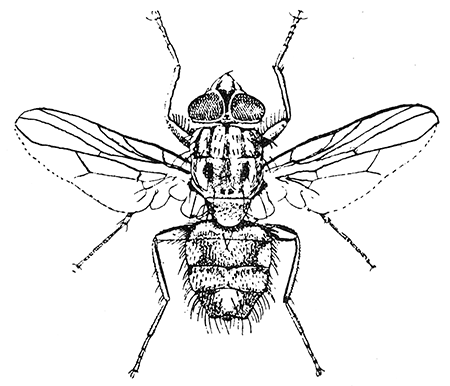 102. Muscina stabulans (×4). After Graham-Smith.