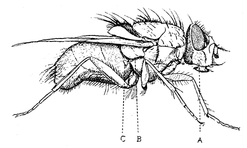 104. Calliphora erythrocephala, (×6). After Graham-Smith.