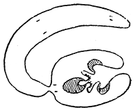 115. Dipylidium caninum. Immature cysticercoid. After Grassi and Rovelli.