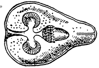 116. Dipylidium caninum. Cysticercoid. After Villet.