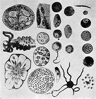 125. Life cycle of the malaria parasite. Adapted from Leuckart's chart, by Miss Anna Stryke.