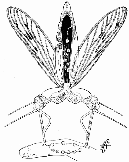 126. Life cycle of the malarial parasite. After Miss Anna Stryke.