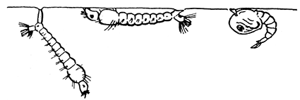 128. (a) Normal position of the larvæ of Culex and Anopheles in the water. Culex, left; Anopheles, middle; Culex pupa, right hand figure.