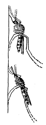 128. (b) Normal position of Culex and Anopheles on the wall.