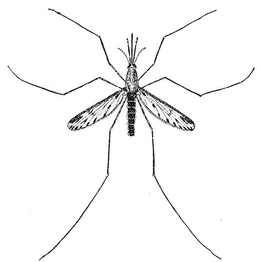 132. Anopheles crucians. Female (×4). After Howard.