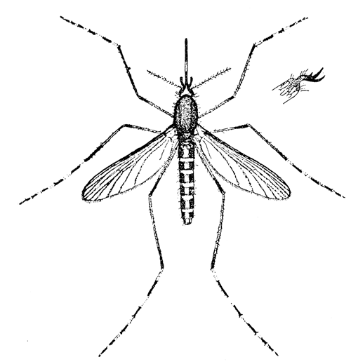 133. Culex sollicitans. Female (×4). After Howard.