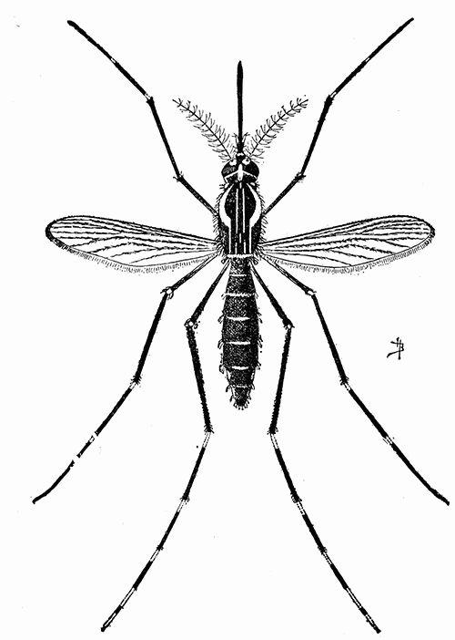 134. The yellow fever mosquito (Aëdes calopus). (×7). After Howard.