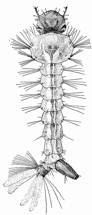 135b. Aëdes calopus; larva. (×7). After Howard.