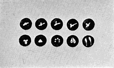 138. Babesia bovis in blood corpuscles. After Calli.