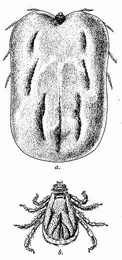 139. The cattle tick (Boophilus annulatus). (a) Female; (b) male. After Comstock.