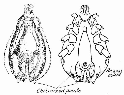 140. Hyalomma ægypticum. After Nuttall and Warburton.