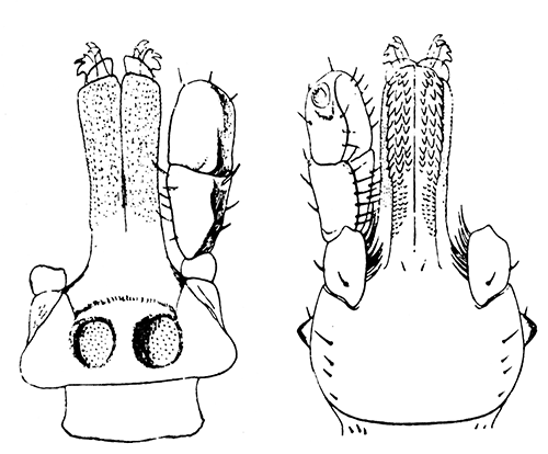 141. Hyalomma aegypticum. Capitulum of female; (a) dorsal, (b) ventral aspect.