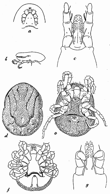 142. Ornithodoros moubata. (a) Anterior part of venter; (b) second stage nymph; (c) capitulum; (d) dorsal and (e) ventral aspect of female; (f) ventral aspect of nymph; (g) capitulum of nymph. After Nuttall and Warburton.