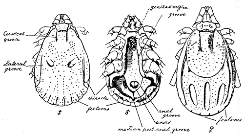 149. Hæmaphysalis wellingtoni. Note short palpi. After Nuttall and Warburton.