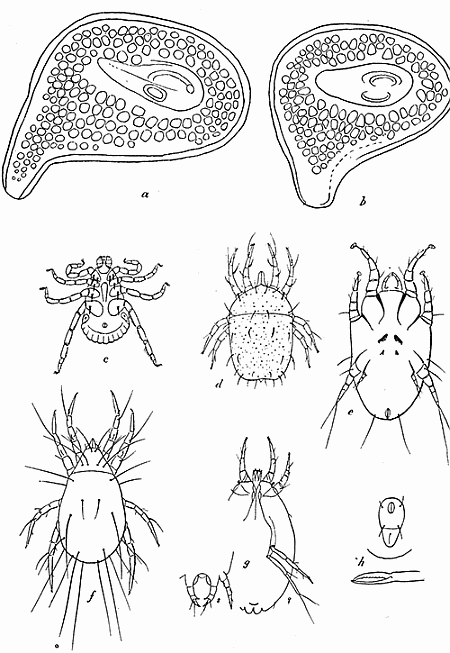 150. Stigmal plate of Dermacentor andersoni; (a) of male, (b) of female. After Stiles. (c) Dermacentor variabilis, male; (d) Glyciphagus obesus; (e) Otodectes cynotis; (f) Tyroglyphus lintneri; (g) Tarsonemus pallidus; (h) anal plate and mandible of Liponyssus; (c) to (h) after Banks.