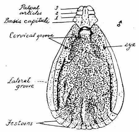 151. Rhipicephalus bursa, male. After Nuttall and Warburton.