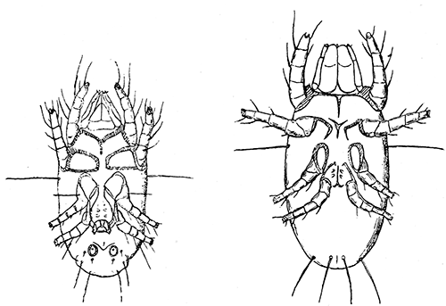 152. Monieziella (Histiogaster) emtomophaga-spermatica, ventral aspect, male and female. After Trouessart.