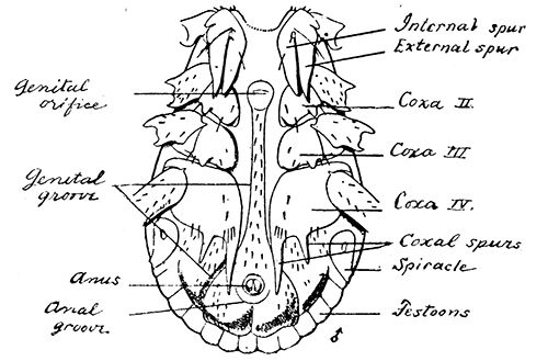 153. Rhipicentor bicornis, ventral aspect, male. After Nuttall and Warburton.