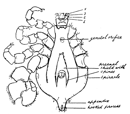 155. Margaropus winthemi, male. After Nuttall and Warburton.