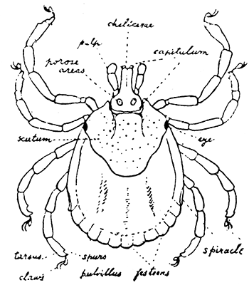 157. Amblyomma, female. After Nuttall and Warburton.