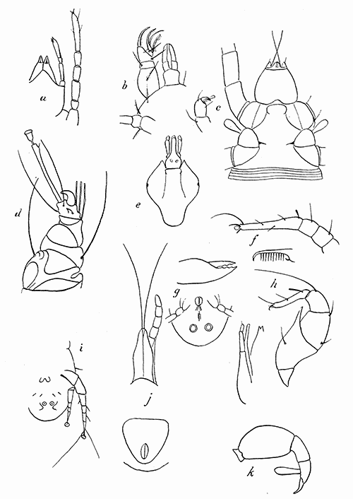 158. (a) Tydeus, beak and leg from below; (b) Cheyletus pyriformis, beak and palpus; (c) beak and claw of Pediculoides; (d) leg of Sarcoptes; (e) scutum of female of Amblyomma americana; (f) leg I and tip of mandible of Histiostoma americana; (g) Histiogaster malus, mandible and venter; (h) Aleurobius farinæ, and leg I of male; (i) Otodectes cynotis, tip of abdomen of male, (j) beak and anal plate of Dermanyssus gallinæ; (k) palpus of Allothrombium. (a) to (j) after Banks.