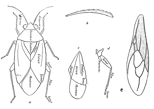 159. Taxonomic details of Hemiptera-Heteroptera. (a) Dorsal aspect; (b) seta from bedbug; (c) wing of Heteropteron; (d) leg; (e) wing of Sinea.