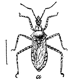 160. Pselliopsis (Milyas) cinctus (×2). After C. V. Riley.