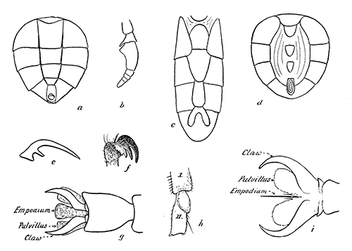 161. Taxonomic details of Diptera. (a) Ventral aspect of abdomen of Cynomyia; (b) antenna of Tabanus; (c) ventral aspect of abdomen of Chortophila; (d) ventral aspect of abdomen of Stomoxys; (e) claw of Aedes (Culex) sylvestris, male; (f) claw of Hippoboscid; (g) foot of dipterous insect showing empodium developed pulvilliform; (h) hind tarsal segment of Simulium vittatum, female; (i) foot of dipterous insect showing bristle-like empodium.