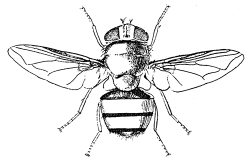 166. Pycnosoma marginale. (×4.) After Graham-Smith.