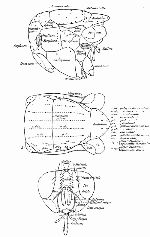 169. Lateral and dorsal aspects of the thorax, and frontal aspect of the head of a muscoidean fly, with designations of the parts commonly used in taxonomic work.