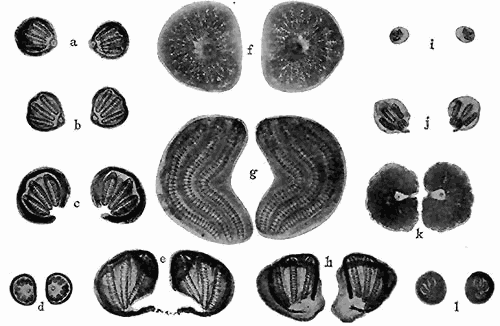 171. Stigmata of the larvæ of Muscoidea. Third instar. (a) Cynomyia cadaverina; (b) Phormia regina; (c) Chrysomyia macellaria; (d) Musca domestica; (e) Sarcophaga sp.; (f) Oestris ovis; (g) Gastrophilus equi; (h) Sarcophaga sp.; (i) Pegomyia vicina; (j) Protocalliphora azurea; (k) Hypoderma lineata; (l) Muscina stabulans. Magnification for f, g, and k, ×25; all others, ×50.