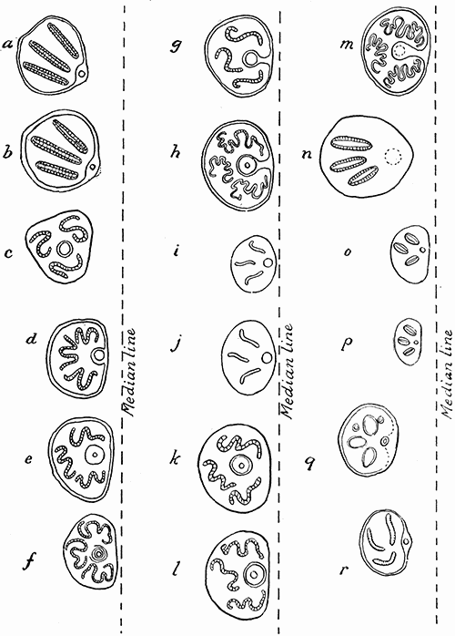 172. Left hand stigmata of the larvæ of muscoidea. Third instar. (a) Lucilia cæsar; (b) Calliphora vomitoria; (c) Stomoxys calcitrans; (d) Pseudopyrellia cornicina; (e) Pyrellia cadavarina; (f) Lyperosia irritans; (g) Mesembrina mystacea; (h) Mesembrina meridiana; (i) Myospila meditabunda; (j) Mydæa umbana; (k) Polietes albolineata; (l) Polietes lardaria; (m) Morellia hortorum; (n) Hydrotæa dentipes; (o) Hebecnema umbratica; (p) H. vespertina; (q) Limnophora septemnotata; (r) Muscina stabulans. (a and b) after MacGregor; (d) after Banks; all others after Portchinsky. Magnification varies. The relative distance to the median line is indicated in each figure.