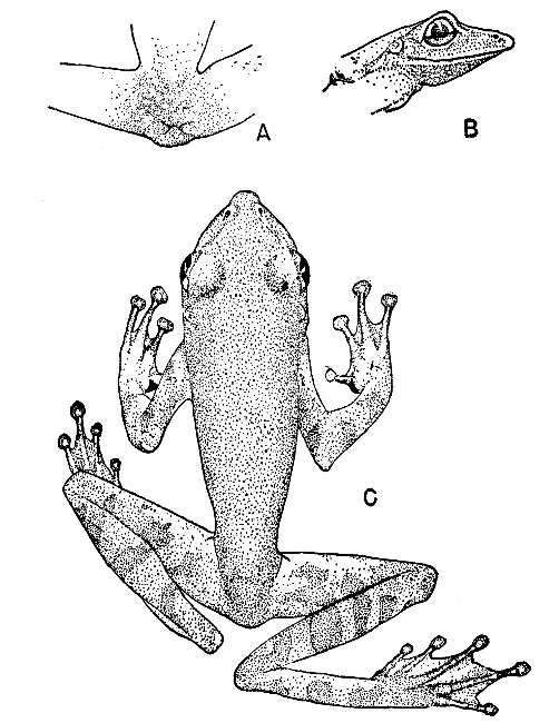 Measurements (in mm.).—Snout to vent, 58; leg, 86; head length, 20; head width, 18.6.