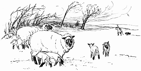 Sheep