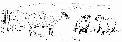 Sheared sheep