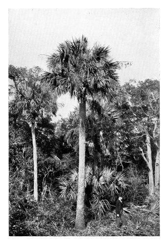 Dense Southern Palm Grove.