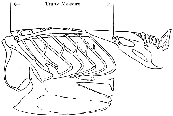 skeleton of Bombycilla cedrorum