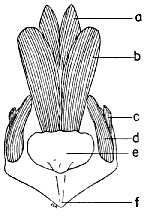 caudal musculature