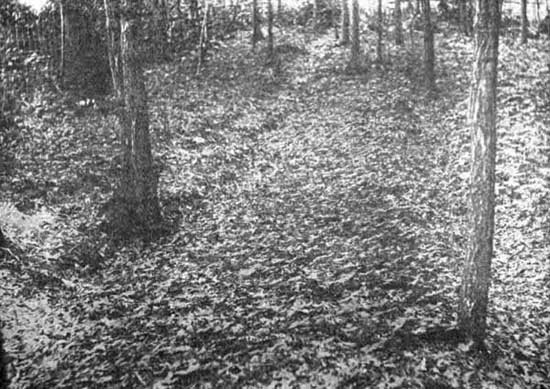 Forest Bed of Young Seng.