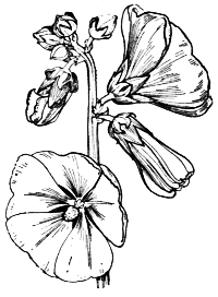 Fig. 19