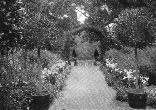 STATELY LILIES ADD CHARM AND DIGNITY TO A GRAVELLED WALK