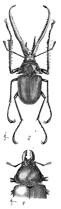 Fig. 23. Chiasognathus grantii, reduced. Upper figure, male; lower figure, female.