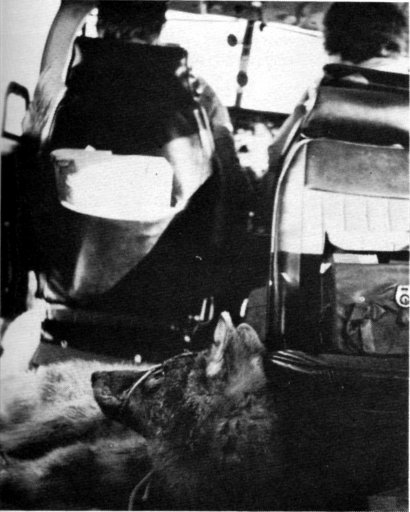 Fig. 10.—The wolves were kept lightly drugged during the flight to Michigan (USFWS Photo by L. David Mech)