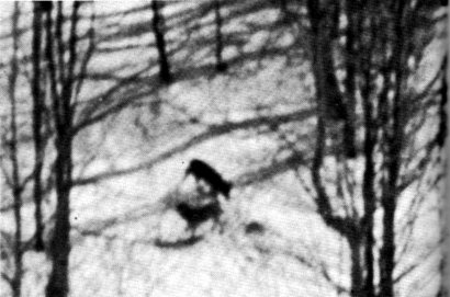 Fig. 16.—The released wolves were sometimes observed from the aircraft feeding on deer they had killed (Photo by Richard P. Smith)