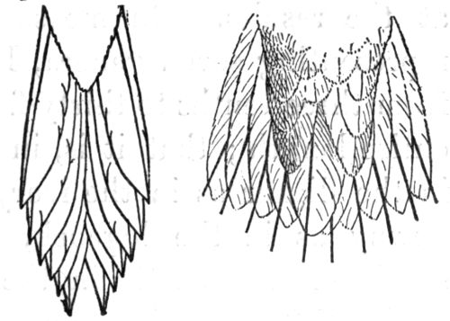 Tails of Brown Creeper (under surface) and Chimney Swift (upper surface.)