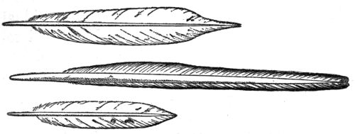 Middle tail feathers of Flicker, Ivory-billed Woodpecker, and Hairy Woodpecker.