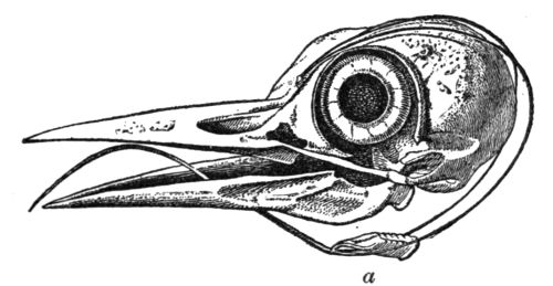 Skull of Woodpecker, showing bones of tongue. a. Upper end of windpipe and gullet.